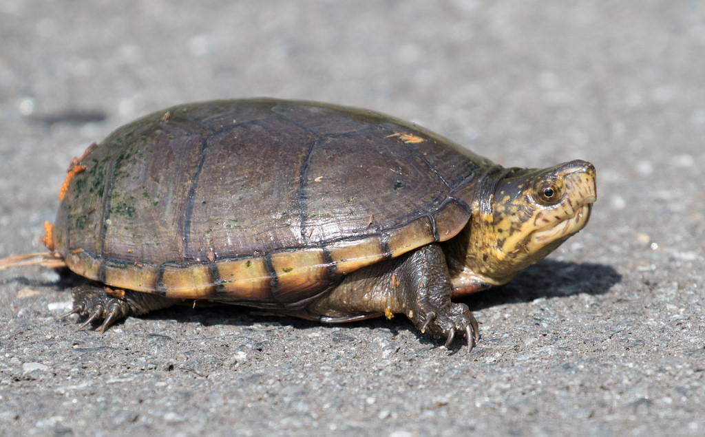 eastern mud turtle baby