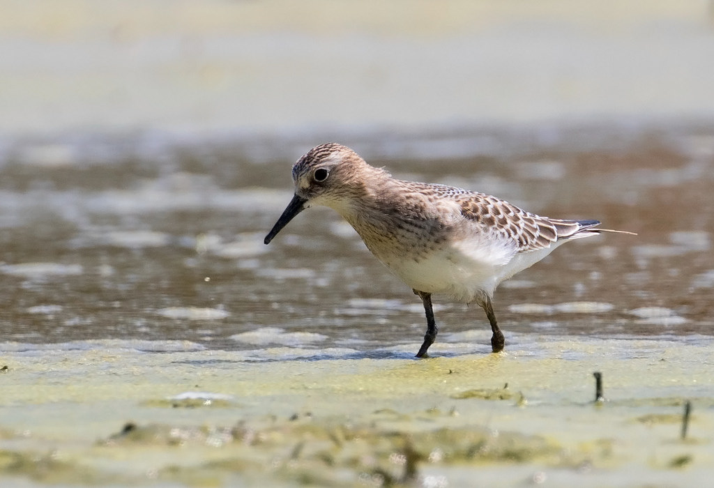 Maryland Biodiversity Project - Baird's Sandpiper ...