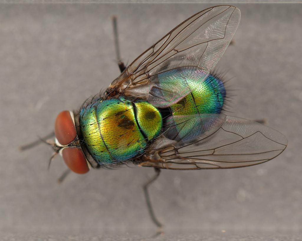About Blue green Bottle Fly Maryland Biodiversity Project About Blue green Bottle Fly Maryland Biodiversity Project