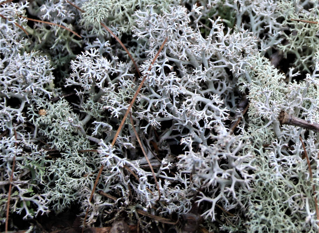 Maryland Biodiversity Project - Star-tipped Reindeer Lichen (Cladonia ...