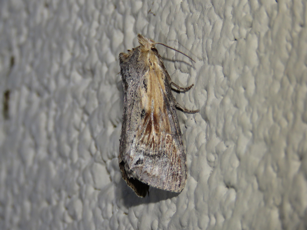 Maryland Biodiversity Project - Black-spotted Prominent Moth ...
