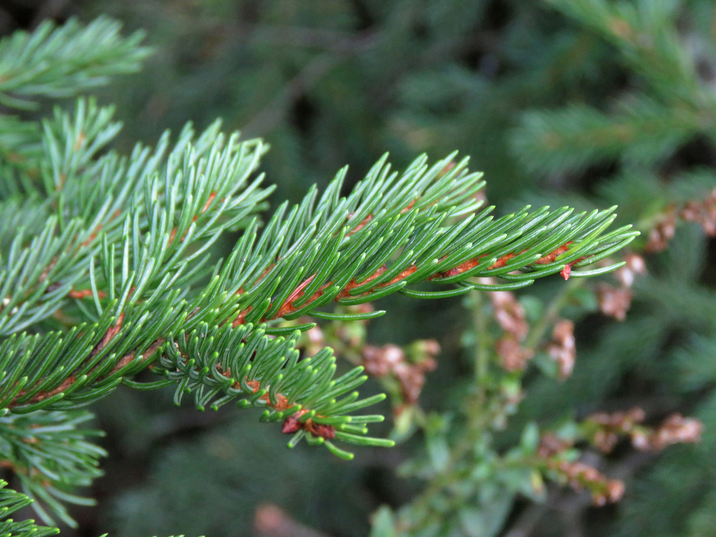 About Red Spruce - Maryland Biodiversity Project