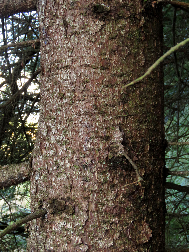 Spruce Tree Bark