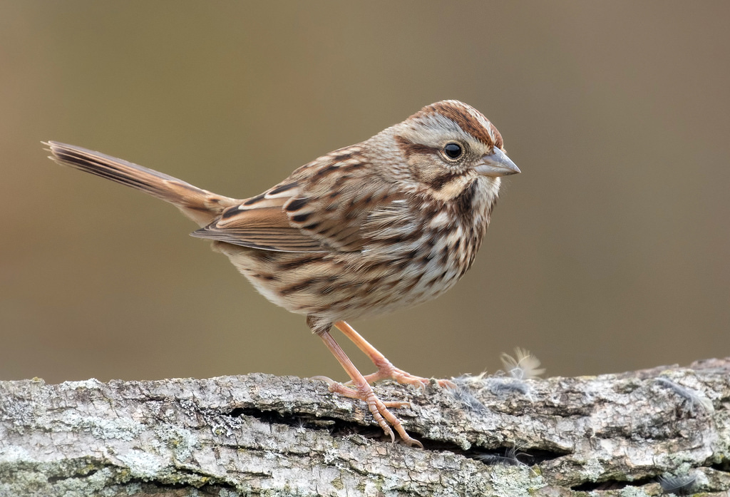 Maryland Biodiversity Project Song Sparrow Melospiza Melodia