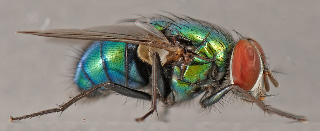 About Blue green Bottle Fly Maryland Biodiversity Project About Blue green Bottle Fly Maryland Biodiversity Project