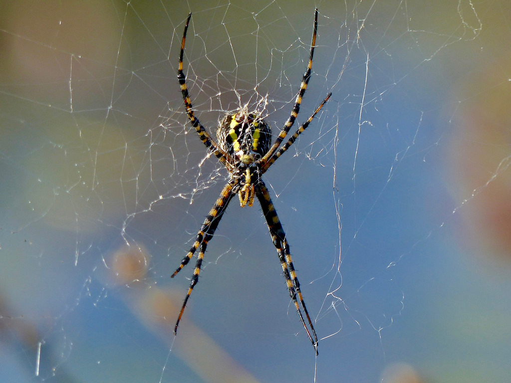Maryland Biodiversity Project Banded Garden Spider Argiope