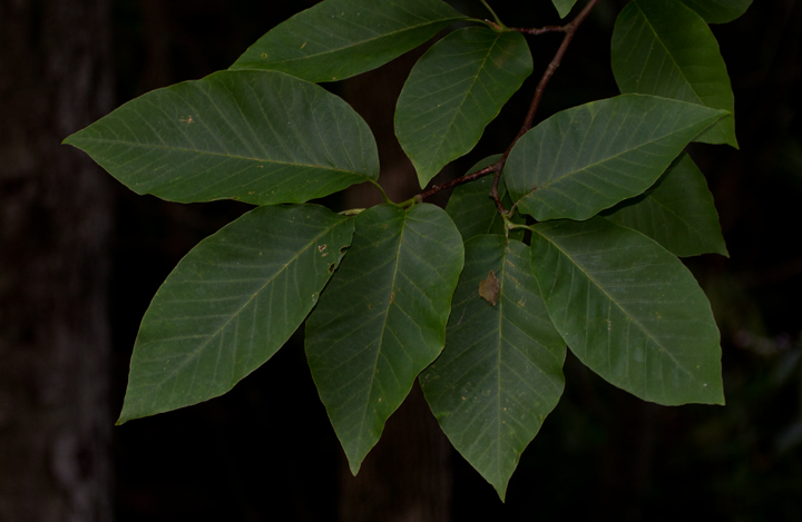 Cucumber Tree in Garrett Co., Maryland (7/8/2012).