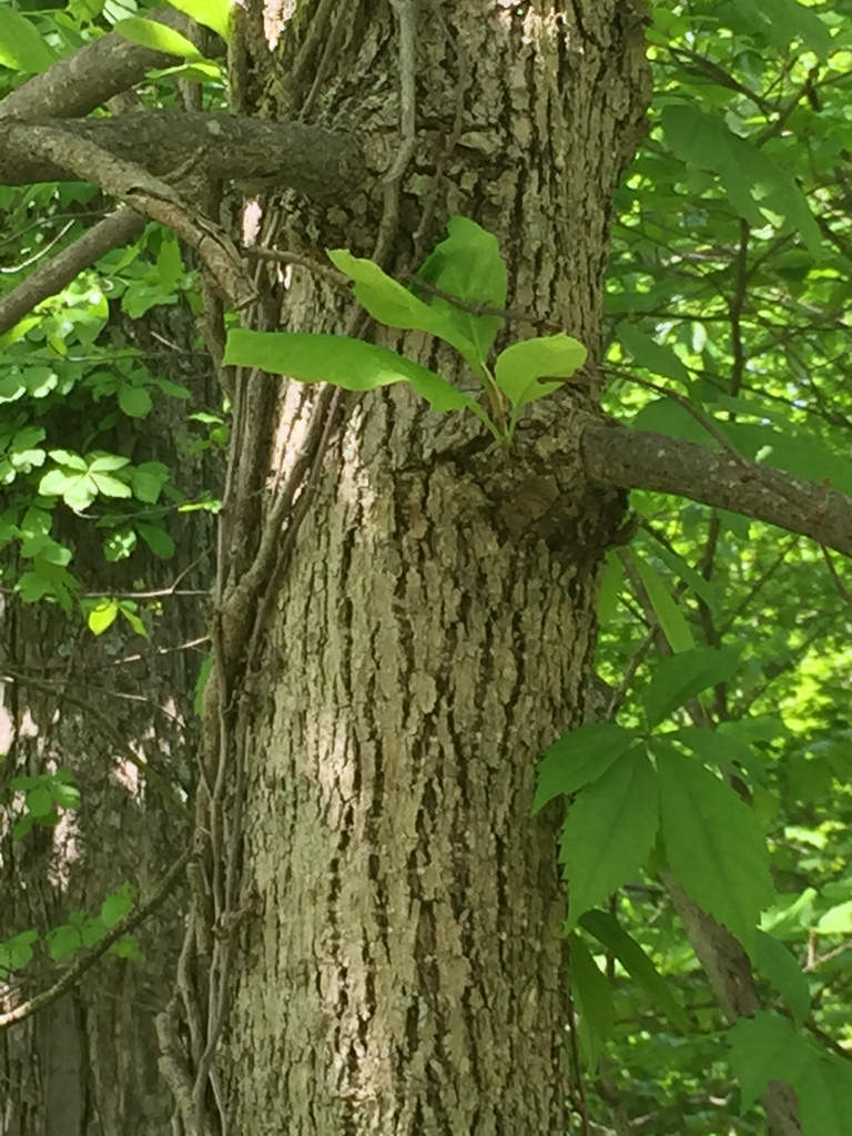 Cucumber Tree in Allegany Co., Maryland (5/26/2018).