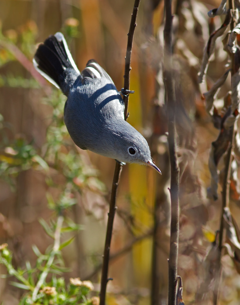 Blue-gray Gnatcatcher — Virginia Society of Ornithology