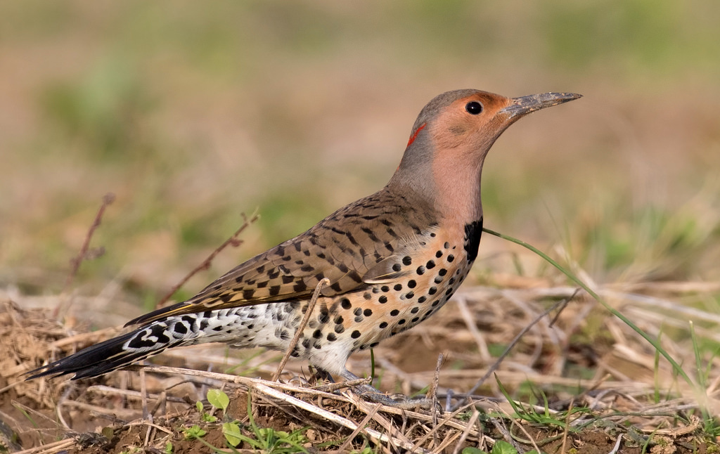 Northern Flicker Eggs