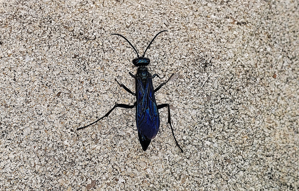 Sexing a Blue Mud Wasp - Chalybion californicum 