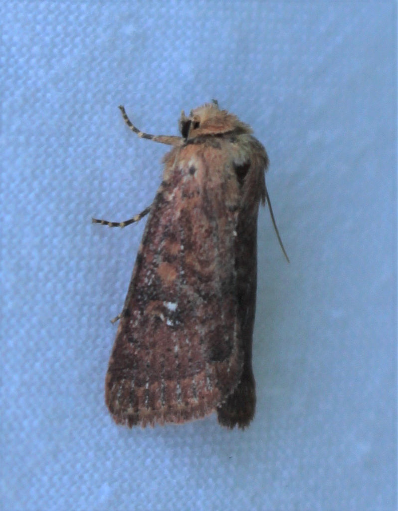 Maryland Biodiversity Project - Southern Scurfy Quaker Moth ...