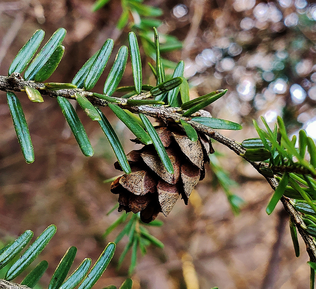 Tsuga Canadensis Bark