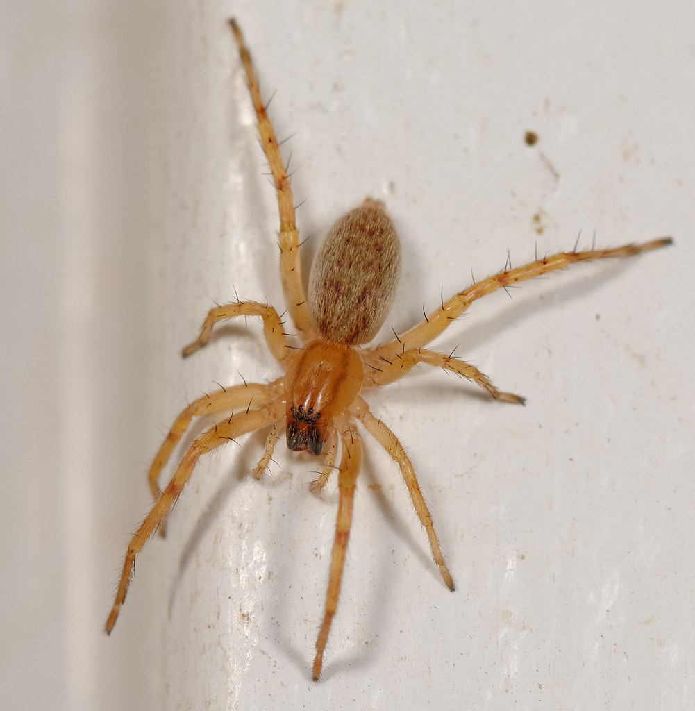 Maryland Biodiversity Project - Garden Ghost Spider (Hibana gracilis)