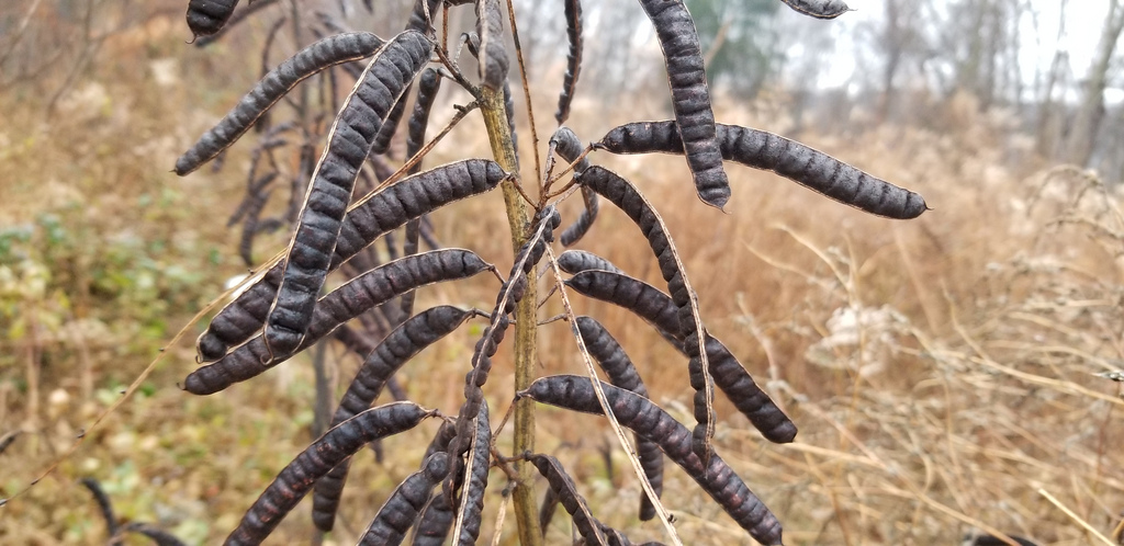 senna hebecarpa seed pods