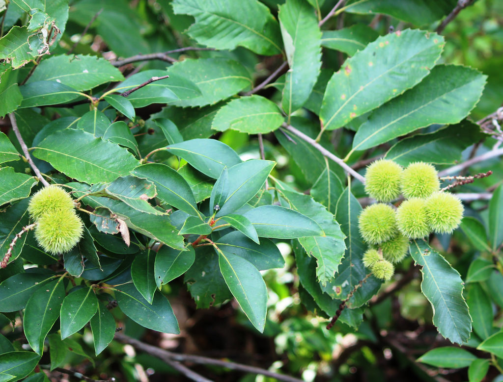 A fruiting Chinkapin in Montgomery Co., Maryland (8/14/2018).