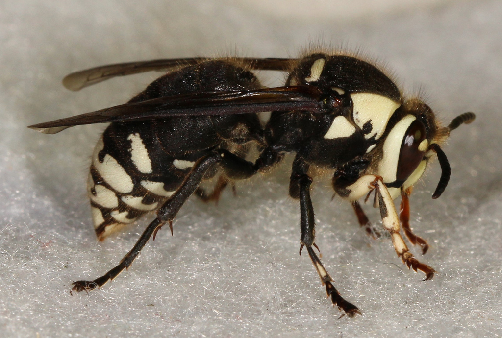 Maryland Biodiversity Project Bald Faced Hornet Dolichovespula Maculata   Dave Webb 31772866657 D0a4e378f2 B 