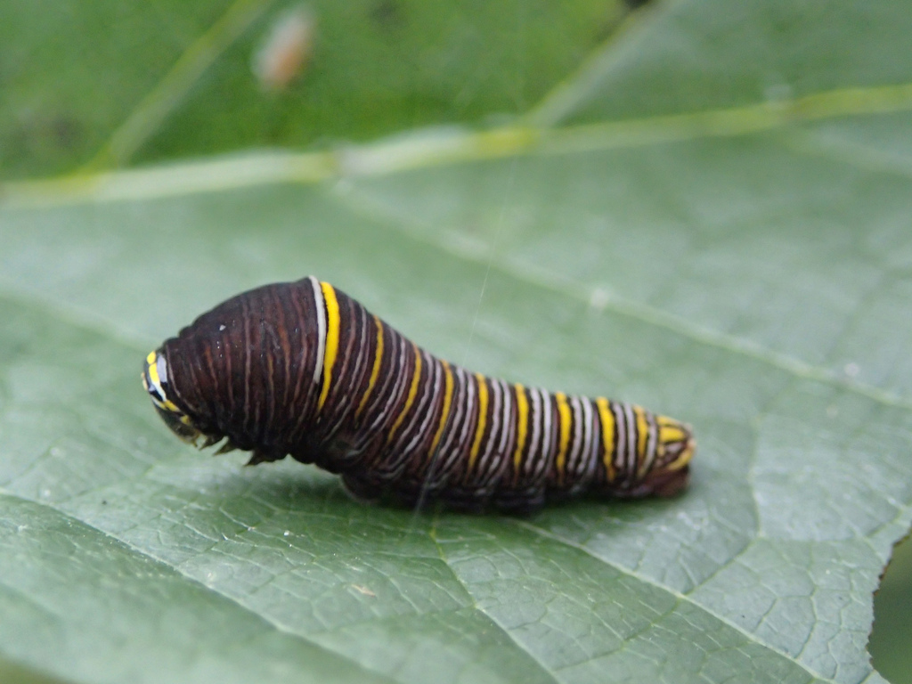 zebra swallowtail caterpillar for sale