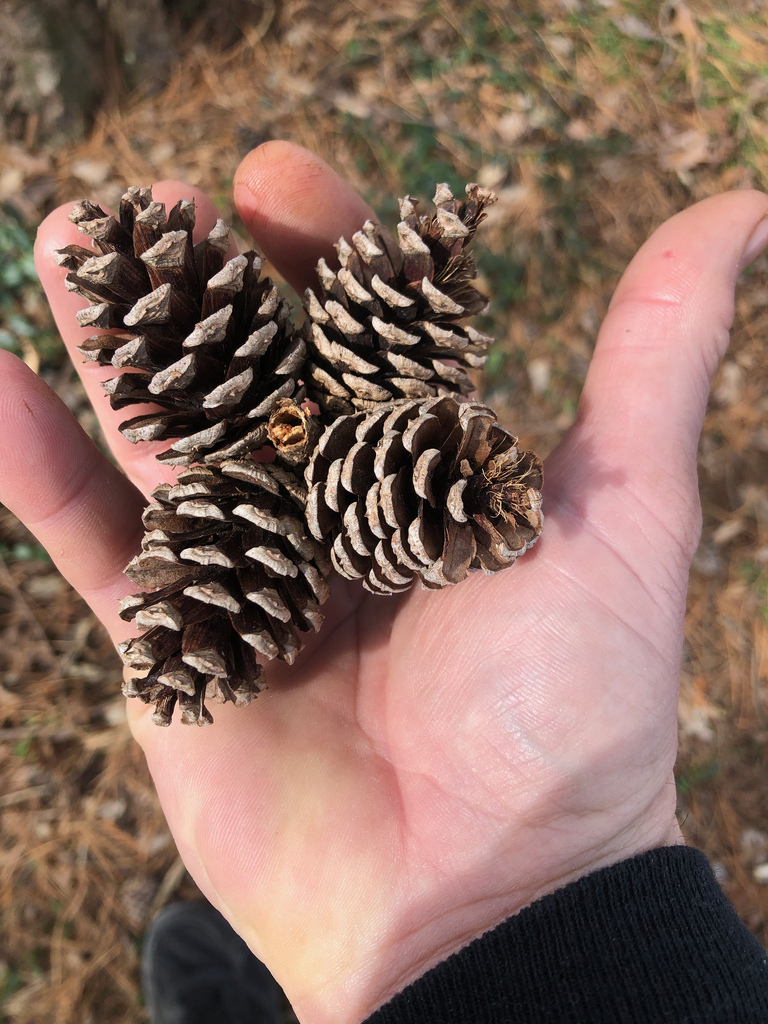 The cones of Shortleaf Pine in Anne Arundel Co., Maryland (1/23/2019).