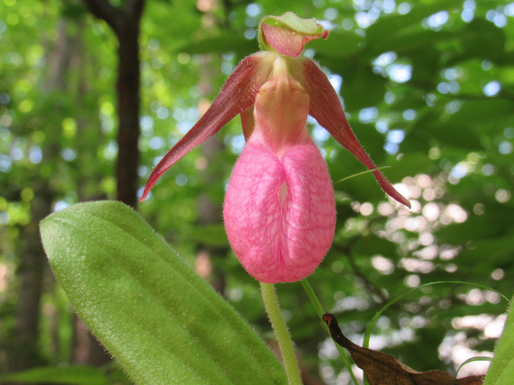 An American slipper orchid (Cypripedium parviflorum) • 11 July 2019 Orchid  collection update - YouTube