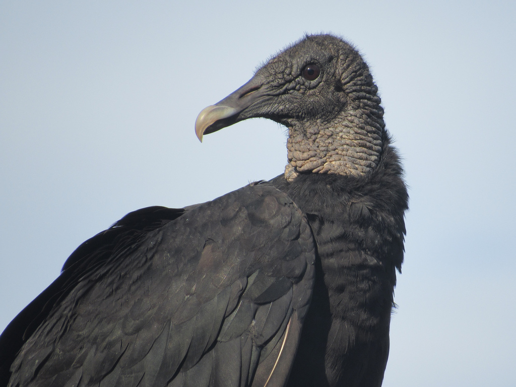 Maryland Biodiversity Project - Black Vulture (Coragyps atratus)