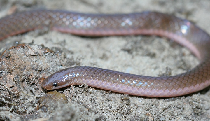 Eastern worm snake: worm or snake?