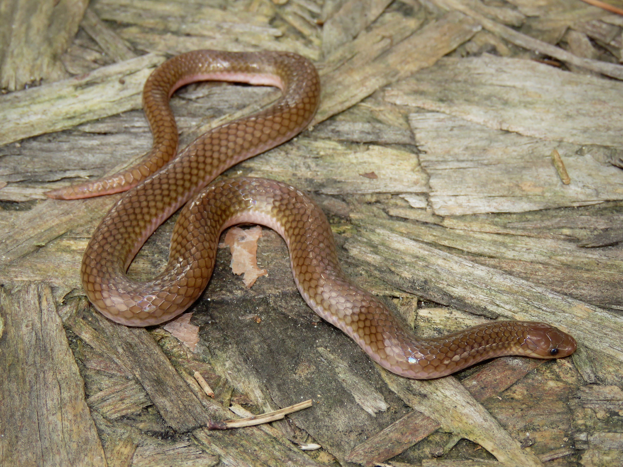 Eastern worm snake