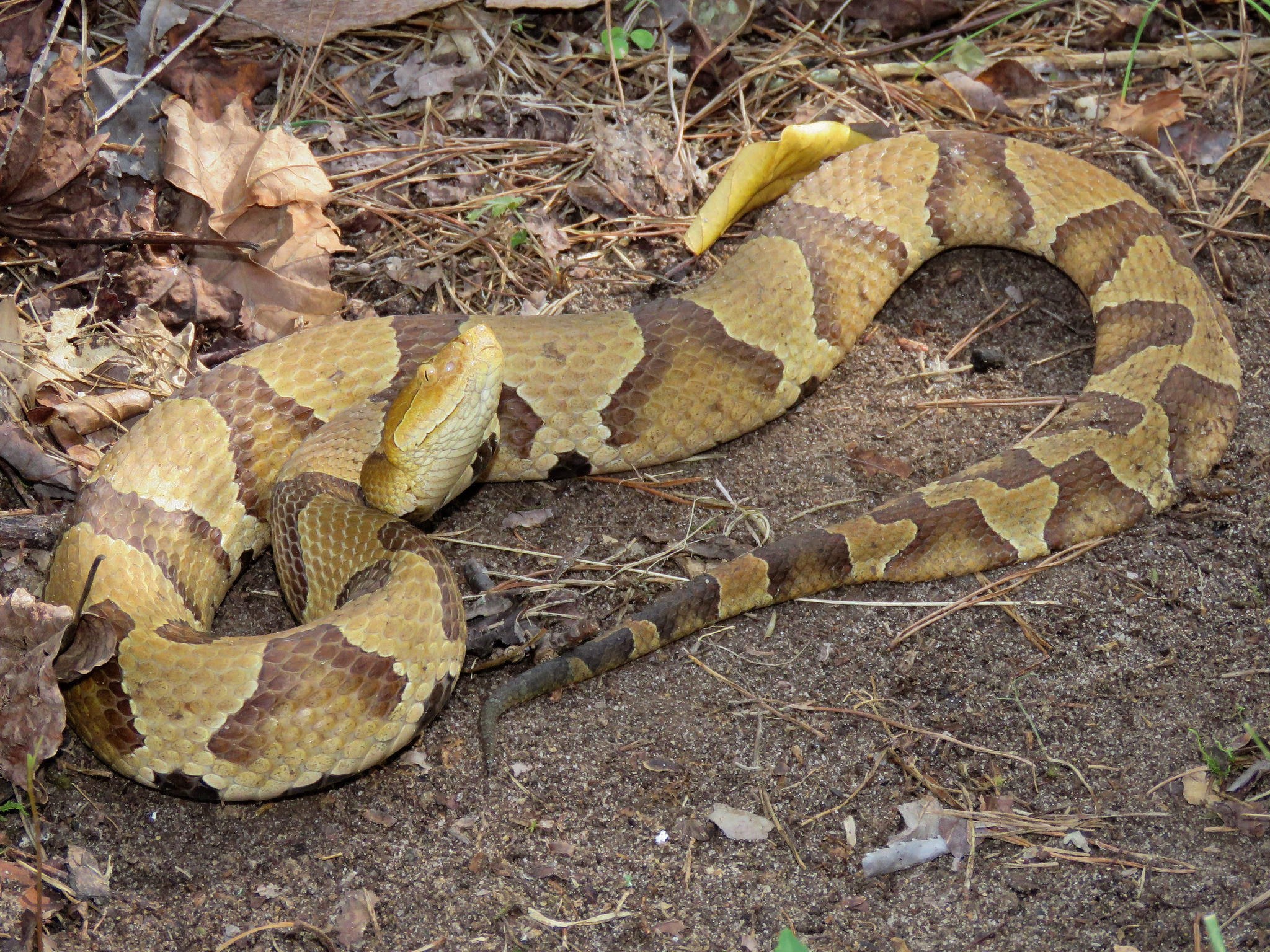 Maryland Biodiversity Project Eastern Copperhead Agkistrodon Contortrix