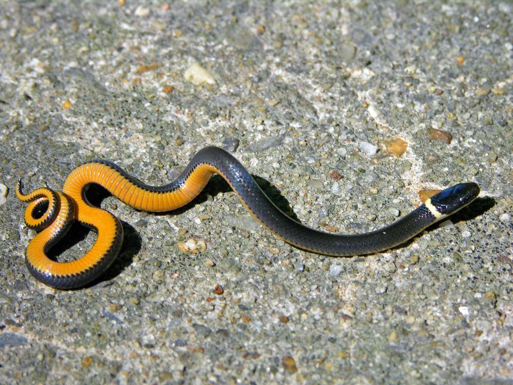 Maryland Biodiversity Project - Ring-necked Snake (Diadophis punctatus)