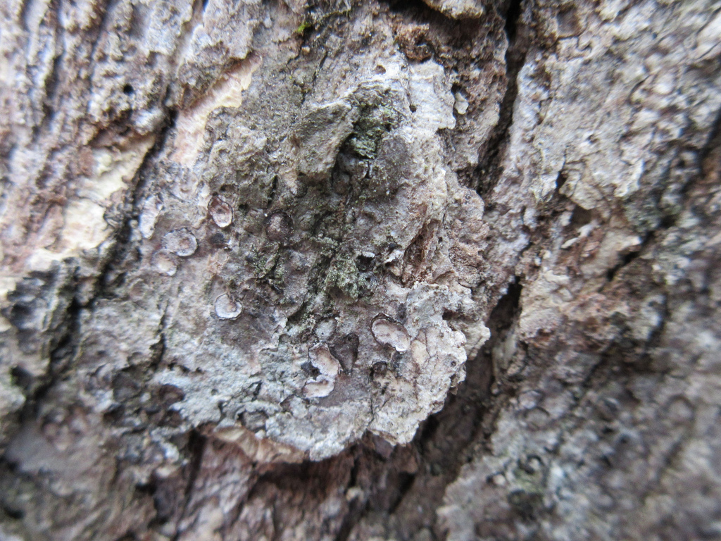 Maryland Biodiversity Project - Hophornbeam Disc (Aleurodiscus oakesii)