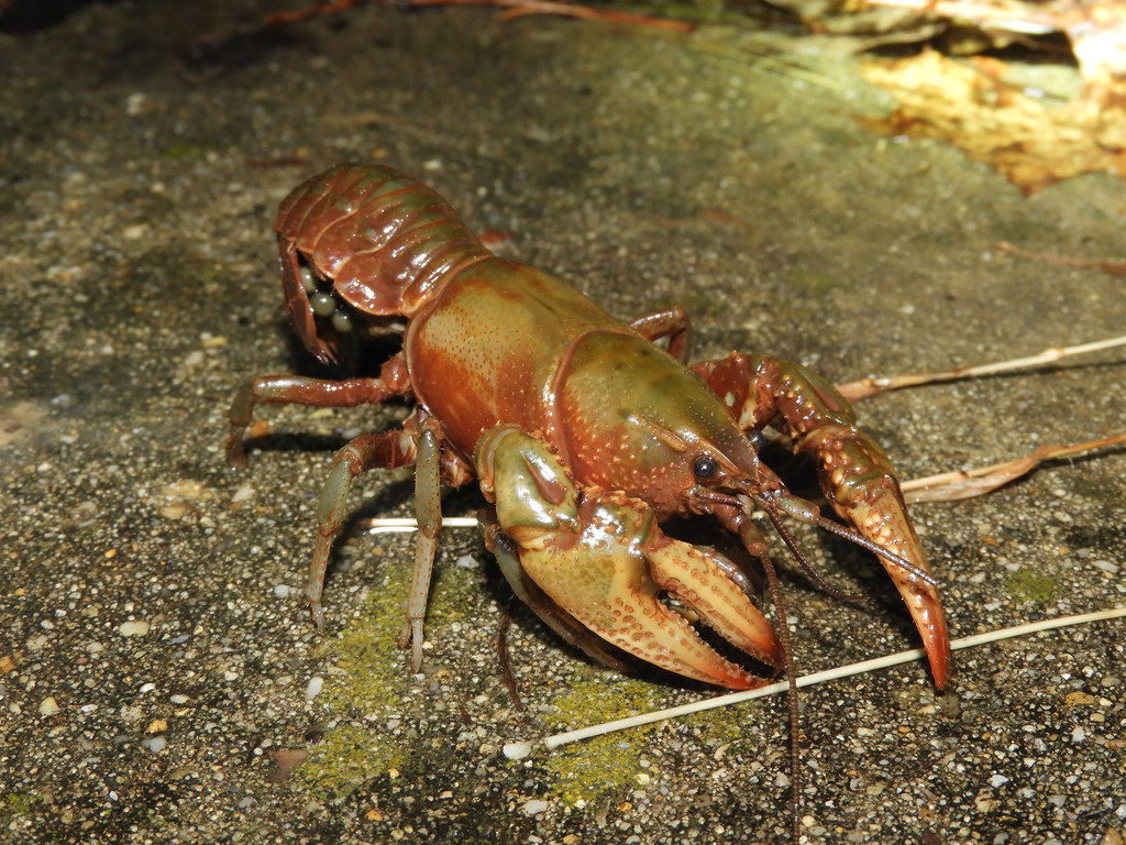 Maryland Biodiversity Project Devil Crayfish (Cambarus diogenes)