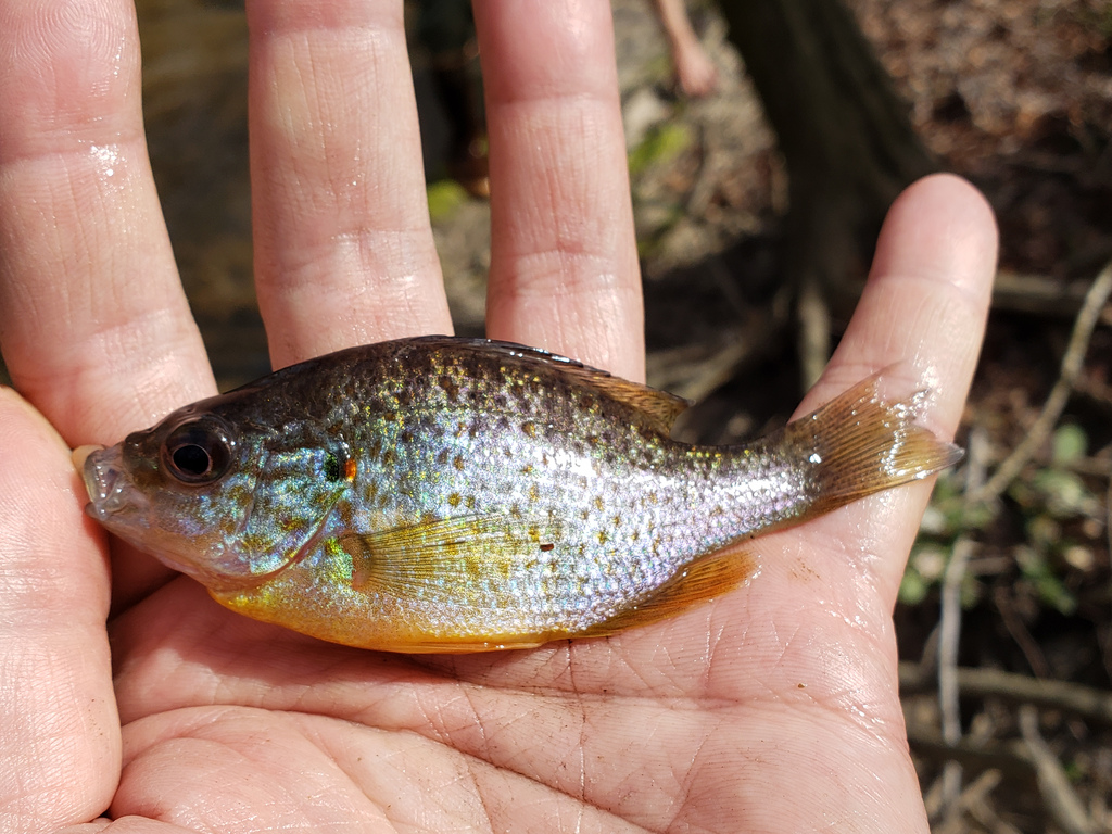 A Pumpkinseed in Caroline Co., Maryland (3/30/2019).