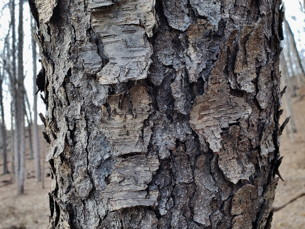 flowering cherry tree bark