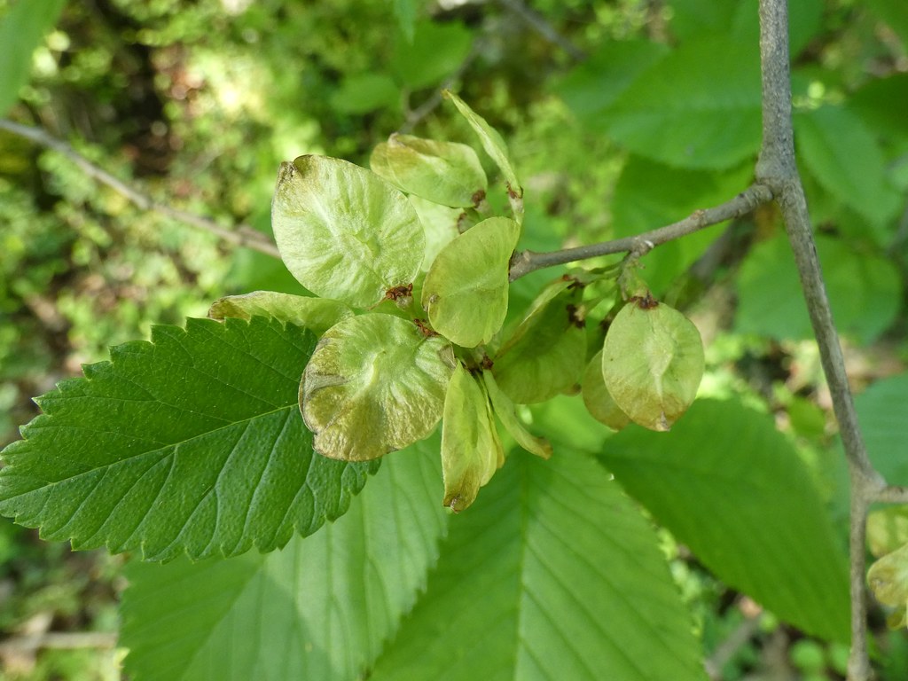 Slippery Elm , A Top 100 Common Tree in North America
