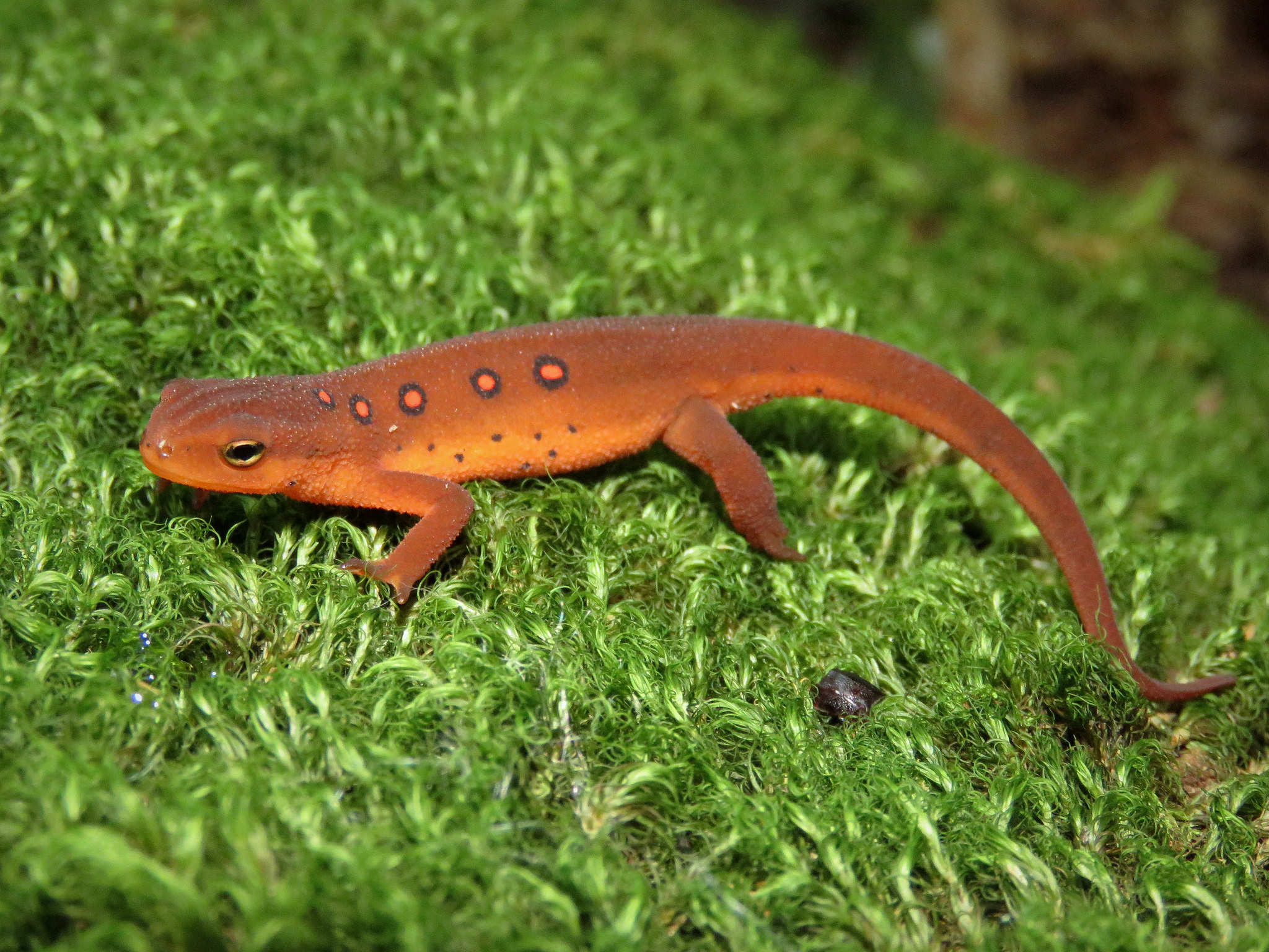 Vertebrates Amphibians Newt
