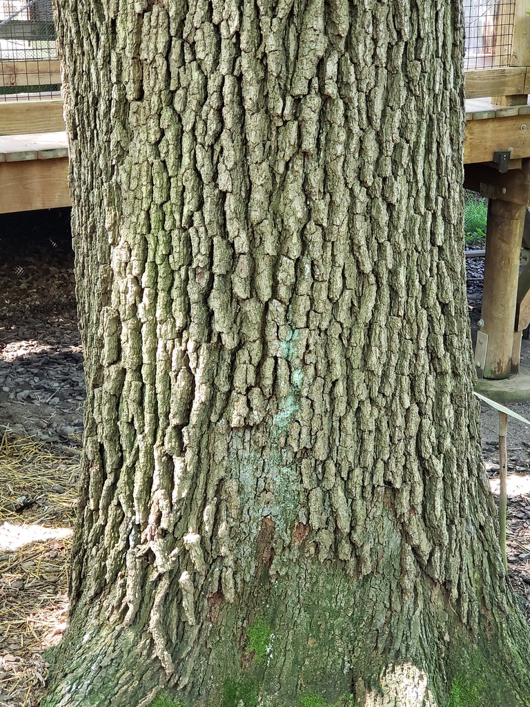 burr oak tree