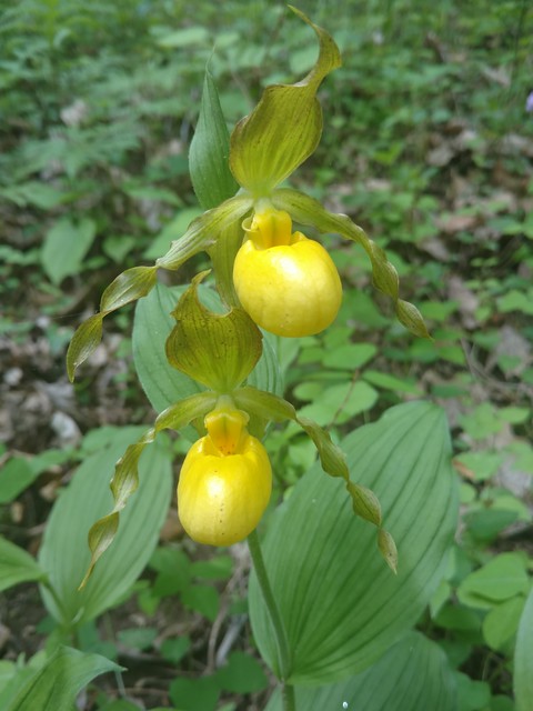 Cypripedium parviflorum (Yellow lady's-slipper orchid) | Native Plants of  North America