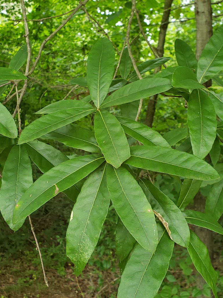 A Shingle Oak in Anne Arundel Co., Maryland (6/15/2019).