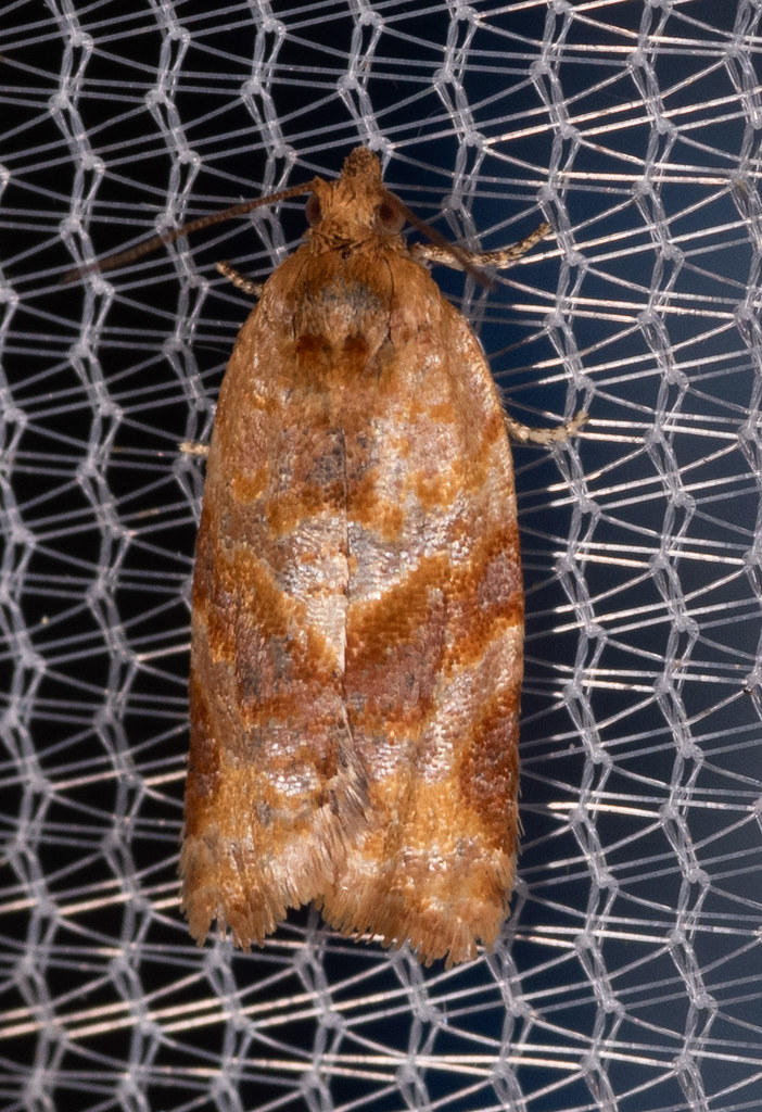 Maryland Biodiversity Project - Pine Tube Moth (Argyrotaenia pinatubana)