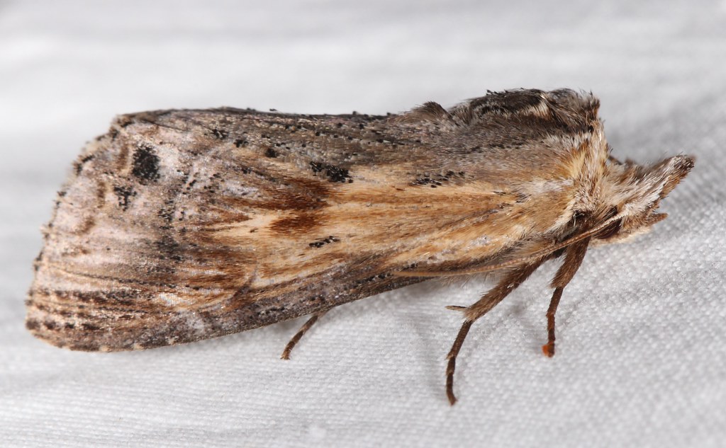Maryland Biodiversity Project - Black-spotted Prominent Moth ...