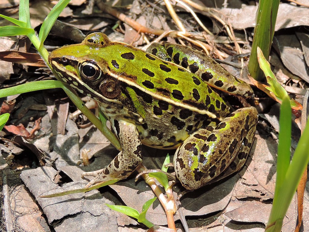 Maryland Biodiversity Project - Southern Leopard Frog (Lithobates