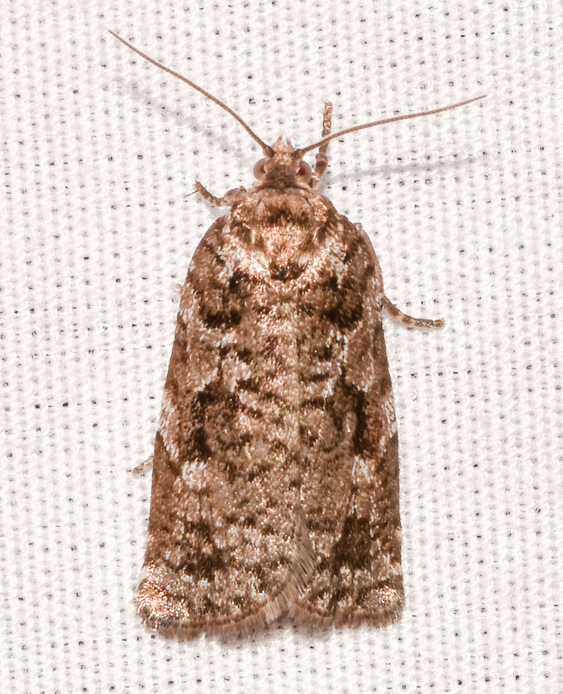 Spruce Budworm Moth