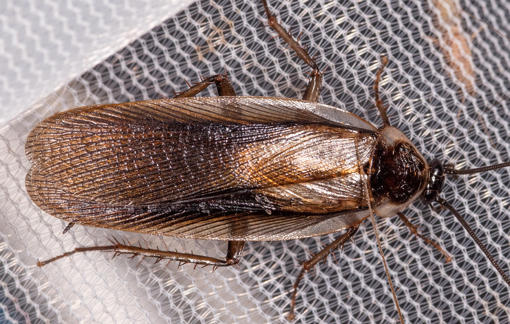 Maryland Biodiversity Project Pennsylvania Wood Cockroach