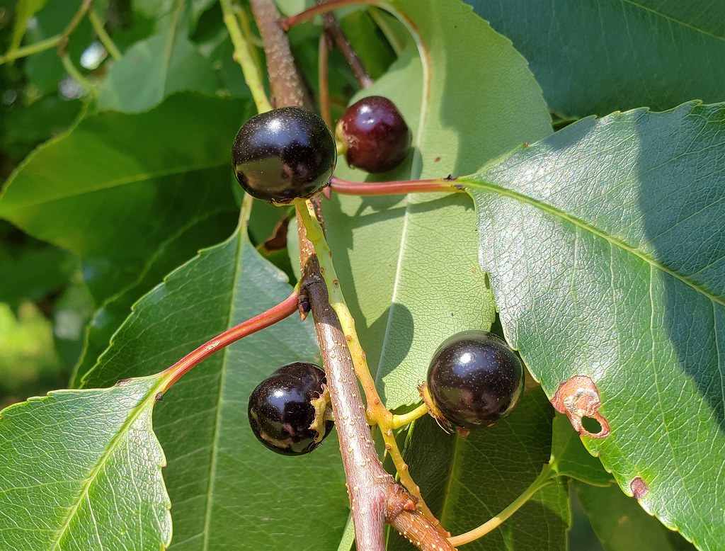 black cherry tree