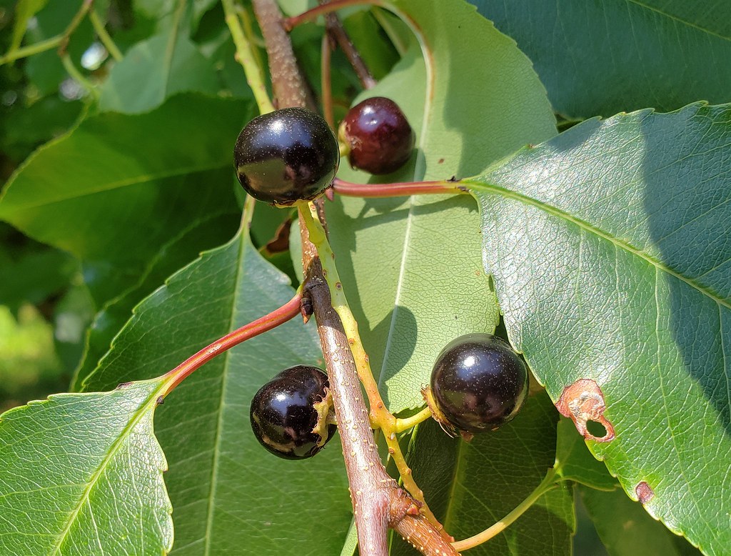 Species Spotlight: Black Cherry