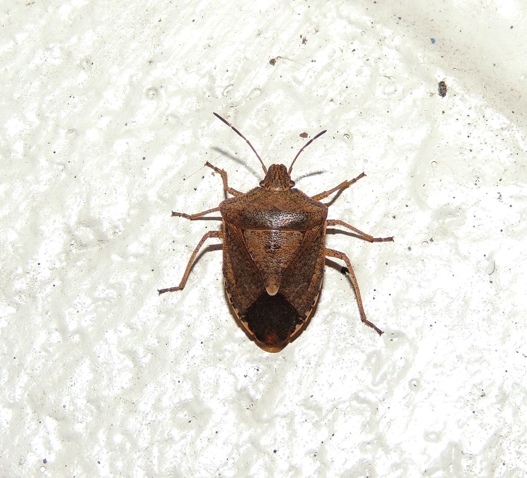 Maryland Biodiversity Project - Brown Stink Bug (Euschistus servus)