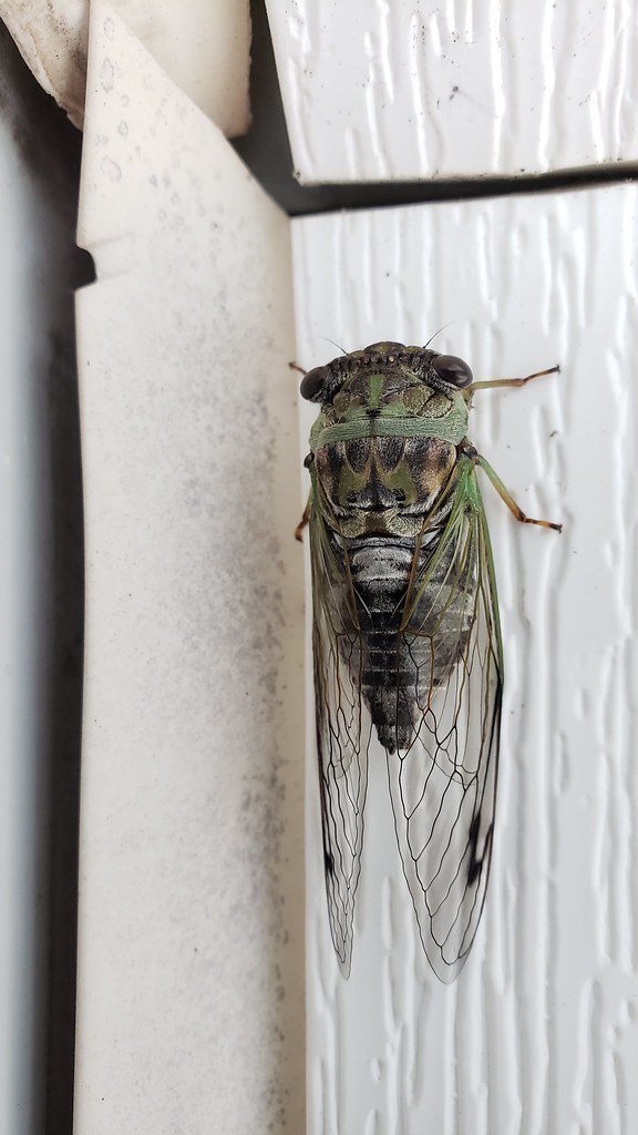 Maryland Biodiversity Project Robinson's Annual Cicada (Neotibicen