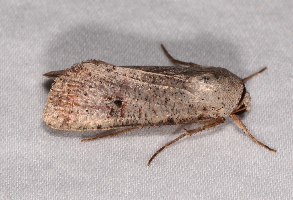 Maryland Biodiversity Project - Green Cutworm Moth (Anicla infecta)