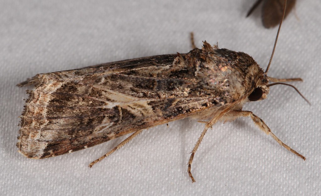 Maryland Biodiversity Project - Yellow-striped Armyworm Moth ...