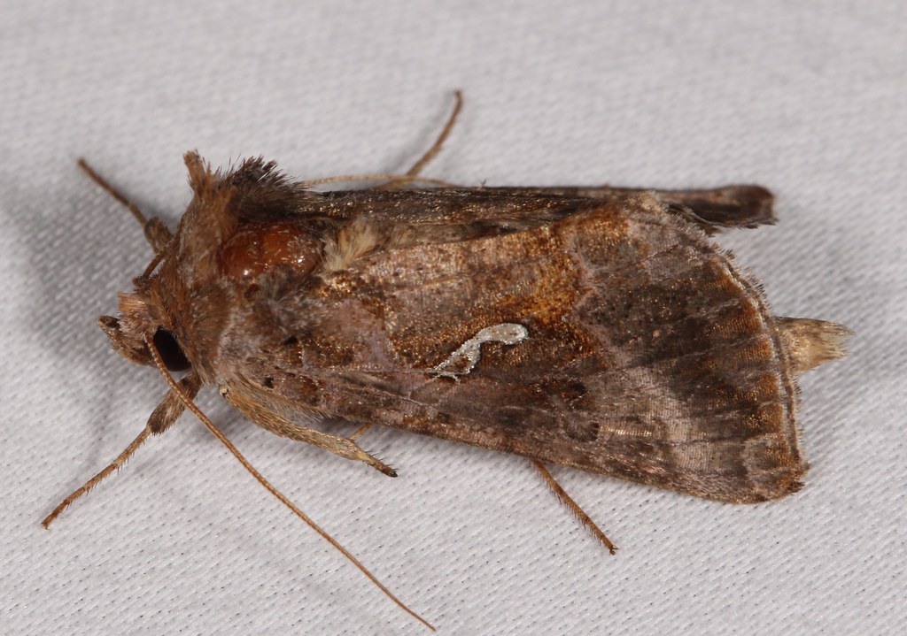 Maryland Biodiversity Project - Common Looper Moth (Autographa precationis)